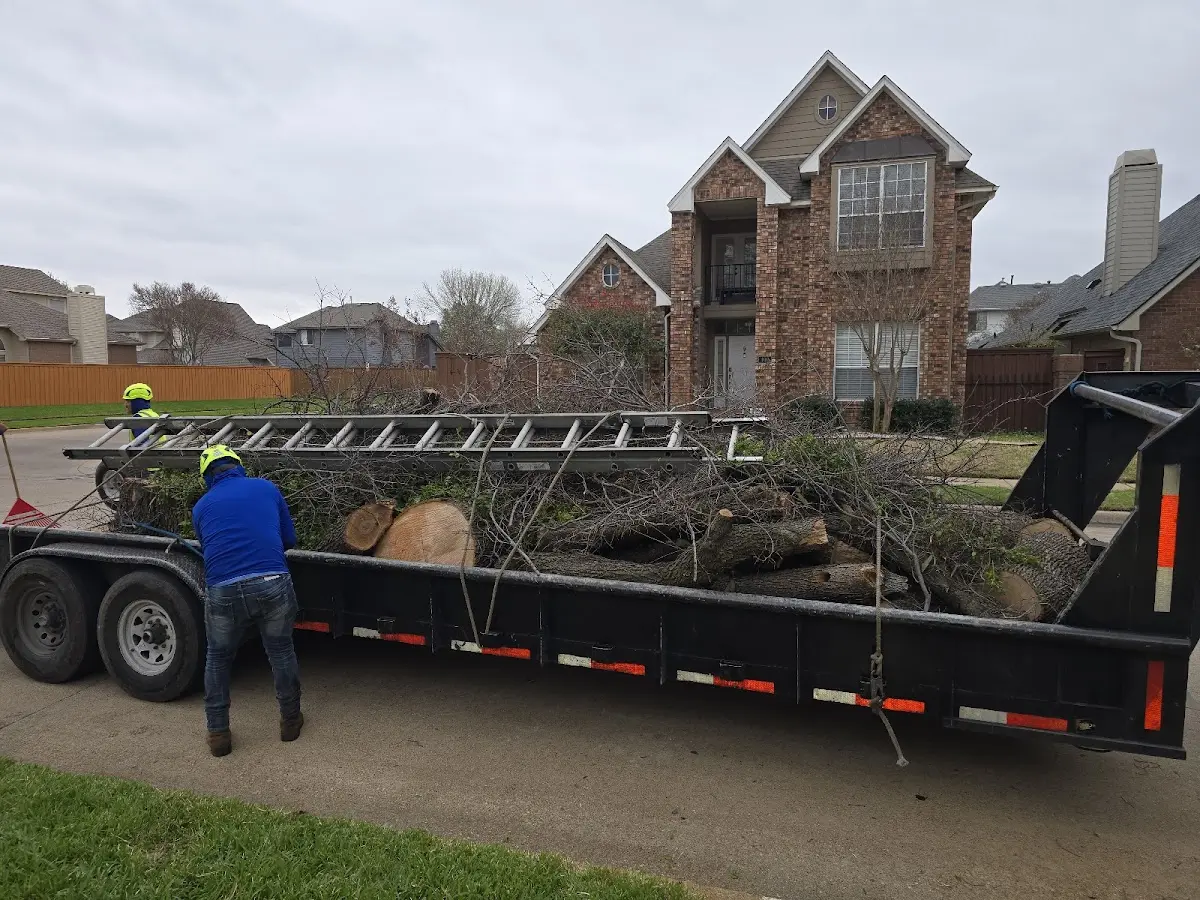 Expert Tree Removal with proper safety equipment in Bellevue